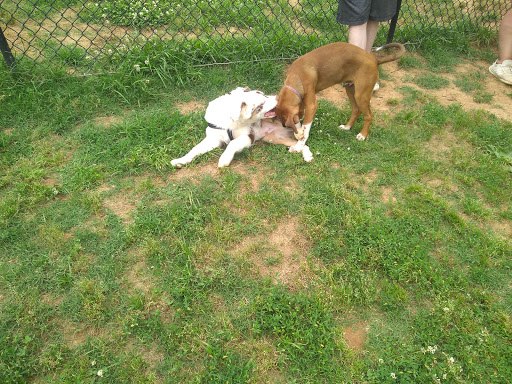 Dog Park «Murfreesboro Bark Park», reviews and photos, 1540 W College St, Murfreesboro, TN 37130, USA