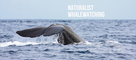 Naturalist - Science & Tourism. Whale Watching