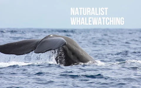 Naturalist - Science & Tourism. Whale Watching image
