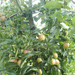 Photo n° 3 de l'avis de Petit.o fait le 12/08/2021 à 13:29 pour Cueillette de Hoymille . Cueillette Chapeau De Paille à Hoymille