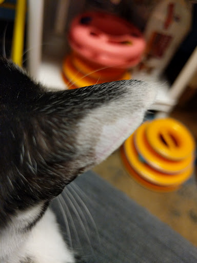 Pet Supply Store «PetSmart», reviews and photos, 7 U.S. 9, Manalapan Township, NJ 07726, USA