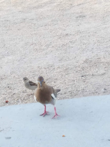 Park «Espee Park», reviews and photos, 450 E Knox Rd, Chandler, AZ 85225, USA