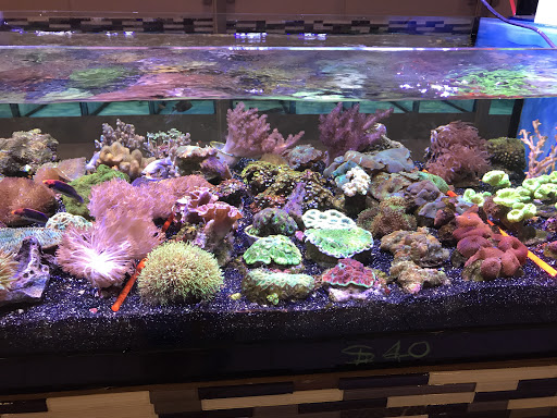 Aquarium «Nemos Aquarium», reviews and photos, 4051 Stone Mountain Hwy, Snellville, GA 30039, USA