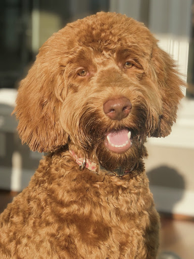 Pet Supply Store «EarthWise Pet Supply», reviews and photos, 7316 Yankee Rd, Liberty Township, OH 45044, USA