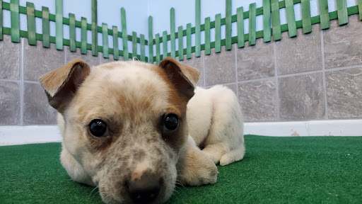 Wizard of Paws Pet Salon, Bullhead