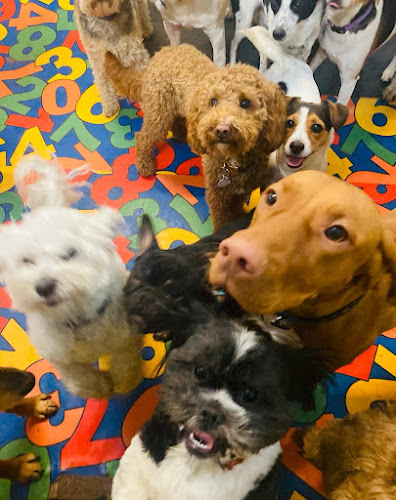 Daycare 4 Dogs - Manchester