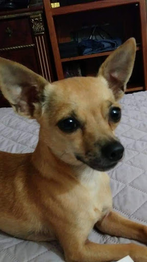 Pet Supply Store «Petco Animal Supplies», reviews and photos, 1 US-46, Totowa, NJ 07512, USA