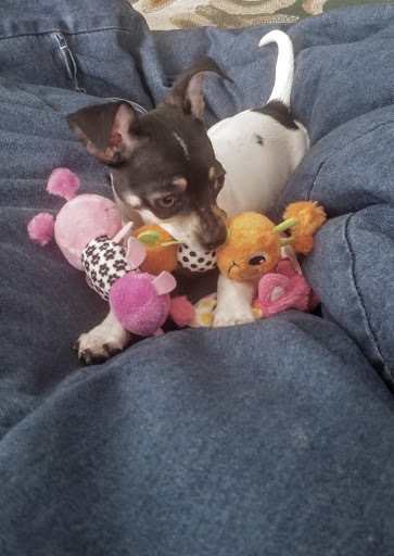 Pet Supply Store «Petco Animal Supplies», reviews and photos, 13127 N Dale Mabry Hwy, Tampa, FL 33618, USA