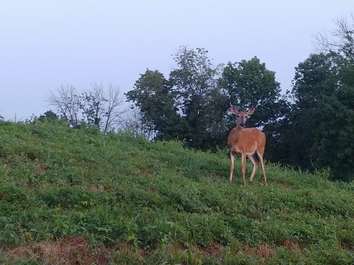 Golf Course «Dauphin Highlands Golf Course», reviews and photos, 650 S Harrisburg St, Harrisburg, PA 17113, USA