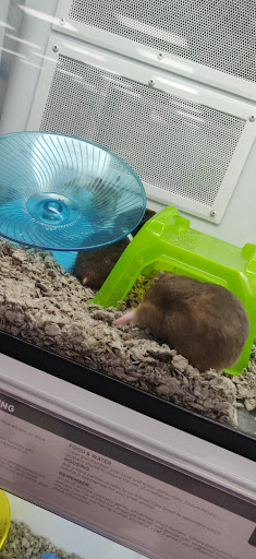 Pet Supply Store «Petco Animal Supplies», reviews and photos, 1919 El Camino Real, Mountain View, CA 94040, USA