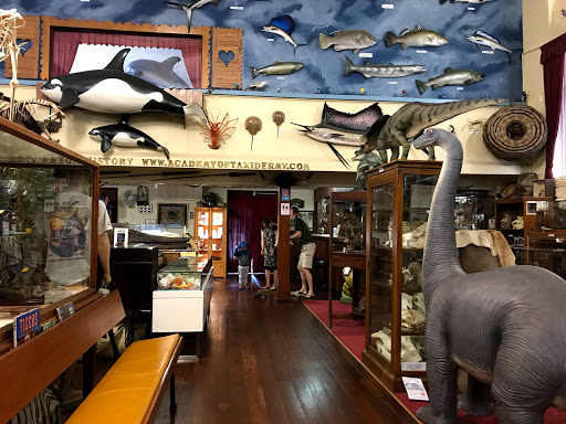 Museum of Natural History at The Academy of Taxidermy