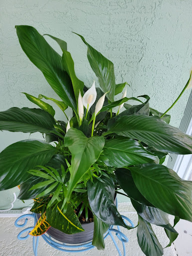 Florist «The Flower Box», reviews and photos, 1755 20th St, Vero Beach, FL 32960, USA