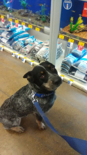 Pet Supply Store «PetSmart», reviews and photos, 3260 Stockton Hill Rd, Kingman, AZ 86409, USA