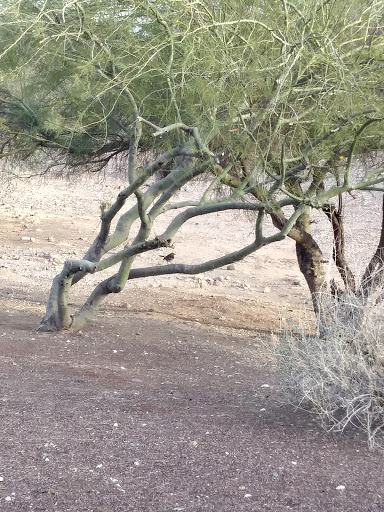 Park «Bicentennial Park», reviews and photos, 16705 N Nash St, Surprise, AZ 85378, USA