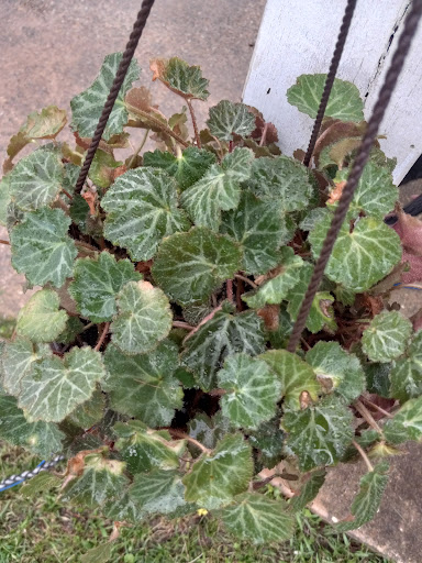 Home Improvement Store «The Home Depot», reviews and photos, 2255 Home Depot Dr, Denham Springs, LA 70726, USA