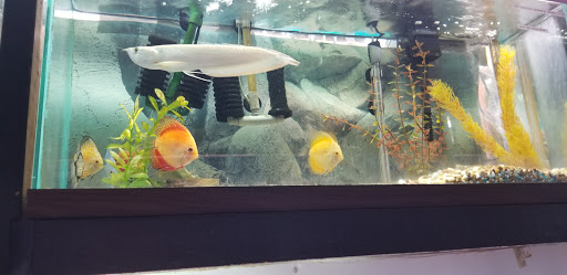 Tropical Fish Store «Two Turtles Pet Center», reviews and photos, 760 W Market St, Akron, OH 44303, USA