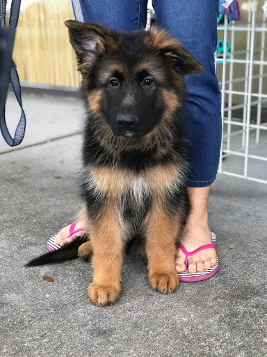 Pet Store «Bark Life Market», reviews and photos, 11220 Park Blvd N, Seminole, FL 33772, USA