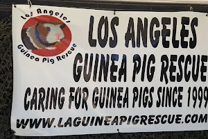 LA Guinea Pig Rescue image