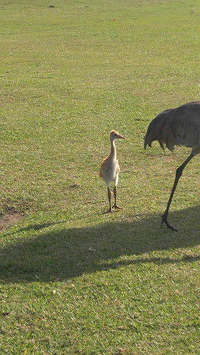 Golf Club «Viera East Golf Club», reviews and photos, 2300 Clubhouse Dr, Rockledge, FL 32955, USA