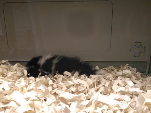 Pet Store «Pet Fair», reviews and photos, 1201 Lake Woodlands Dr, Spring, TX 77380, USA