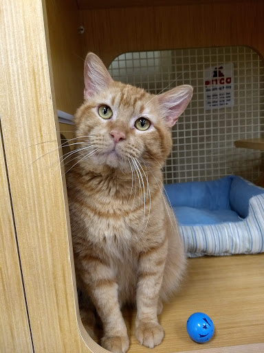 Pet Supply Store «Petco Animal Supplies», reviews and photos, 1500 N Town E Blvd, Mesquite, TX 75150, USA