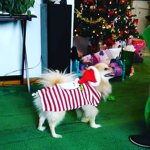 Pet Supply Store «PetSmart», reviews and photos, 711 US-41, Schererville, IN 46375, USA