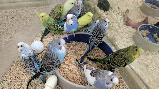 Pet Store «Pet Supermarket», reviews and photos, 9798 Glades Rd, Boca Raton, FL 33434, USA