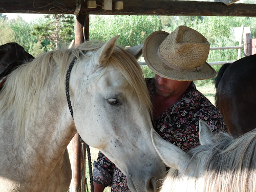 Promenade à Cheval ET Hébergements Bergerie d' Alivon en Camargue à Arles