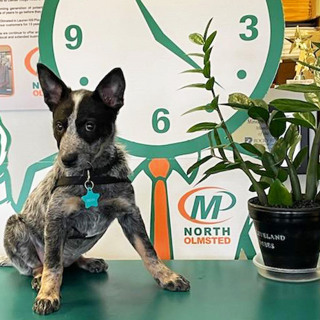 Commercial Printer «Minuteman Press - Westgate», reviews and photos, 24112 Lorain Rd, North Olmsted, OH 44070, USA