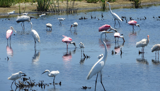 Nature Preserve «Perico Preserve», reviews and photos, 11700 Manatee Ave W, Bradenton, FL 34209, USA