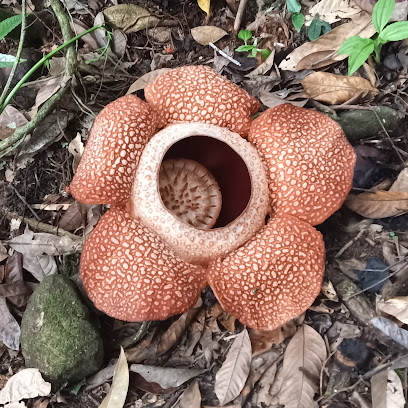 Adenna Rafflesia Garden Poring Ranau