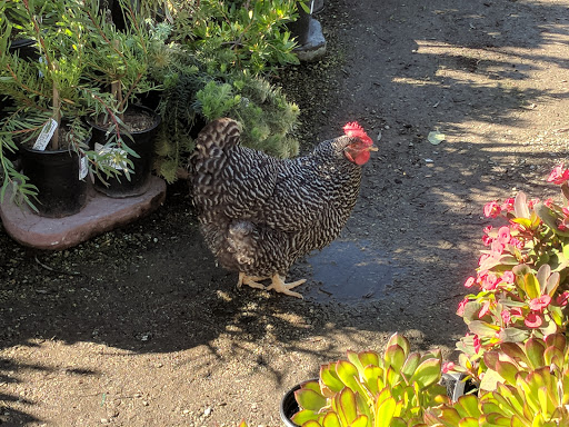 Garden Center «International Garden and Floral Design Center», reviews and photos, 155 N Sepulveda Blvd, El Segundo, CA 90245, USA