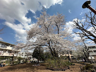 桜樹広場
