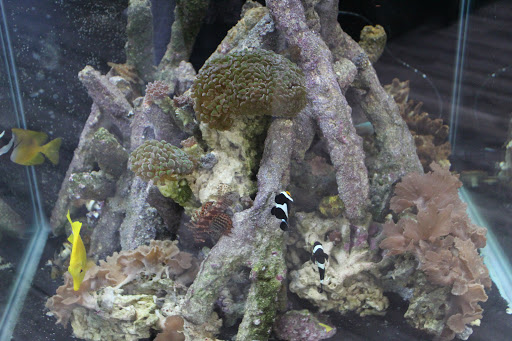 Tropical Fish Store «America Aquaria», reviews and photos, 3485 N 124th St, Brookfield, WI 53005, USA