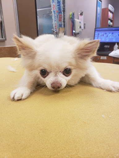 Pet Supply Store «PetSmart», reviews and photos, 162 S Gary Ave, Bloomingdale, IL 60108, USA