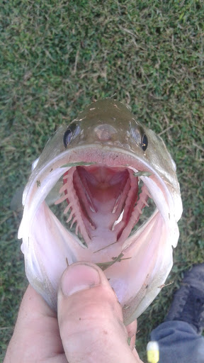 Golf Course «Furnace Bay Golf Course», reviews and photos, 79 Chesapeake View, Perryville, MD 21903, USA