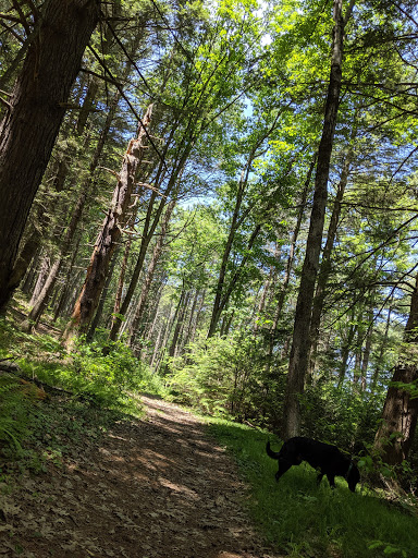 Hunnewell Forest, Oak Street Lot