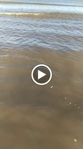 Bar & Grill «Sharkies On The Beach Bar & Grill», reviews and photos, 10 Surf Dr, Surfside Beach, TX 77541, USA