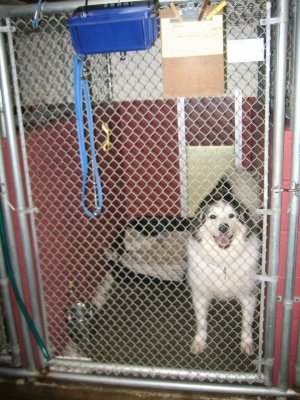 Captain's Quarters For Pets