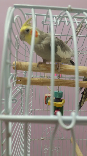 Pet Store «North East Discount Pet Center», reviews and photos, 49 Bridge St #5, Pelham, NH 03076, USA