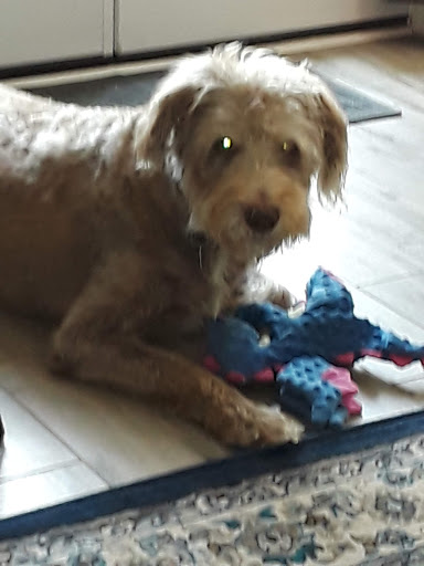 Pet Supply Store «Pet Supplies Plus», reviews and photos, 3240 S Cobb Dr SE #750, Smyrna, GA 30080, USA