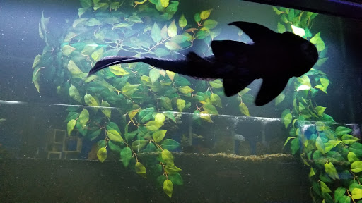 Pet Store «Fin-N-Feather», reviews and photos, 2931 F St, Eureka, CA 95501, USA