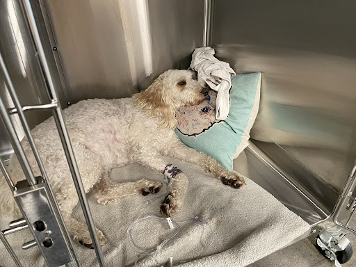 Veterinary Emergency Group image