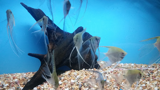 Tropical Fish Store «Golden Fish Aquariums», reviews and photos, 7145 W Colfax Ave, Lakewood, CO 80214, USA