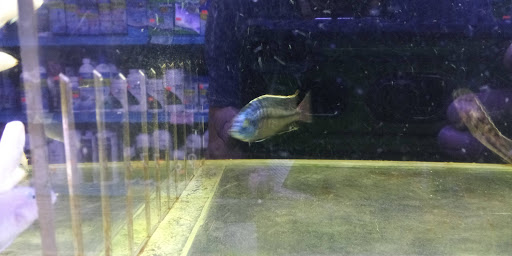 Tropical Fish Store «Coral Reef Aquariums», reviews and photos, 8416 N Armenia Ave, Tampa, FL 33604, USA