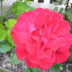 Photo n°1 de l'avis de LG.a fait le 06/09/2020 à 12:39 sur le  Hote Landgasthof Lärchenwald (public Restaurant closed) à Gummer