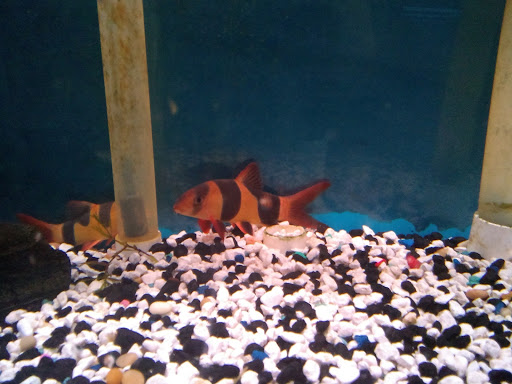 Pet Store «Leesburg Pet Center», reviews and photos, 959 N 14th St, Leesburg, FL 34748, USA