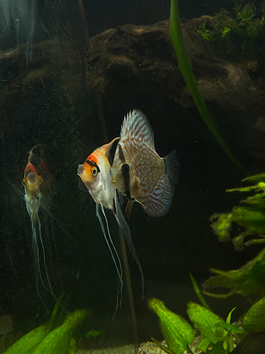 Tropical Fish Store «The Premium Aquarium», reviews and photos, 1875 25th St SE, Salem, OR 97302, USA