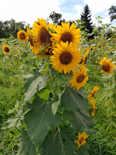 Museum «East Jersey Old Town Village», reviews and photos, 1050 River Rd, Piscataway Township, NJ 08854, USA