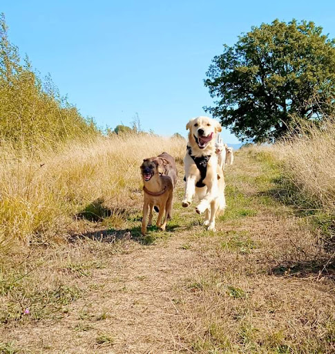 Pensioni per cani e dog hotel a Let's dog Genova